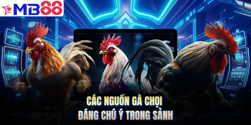 Các nguồn gà chọi đáng chú ý trong sảnh