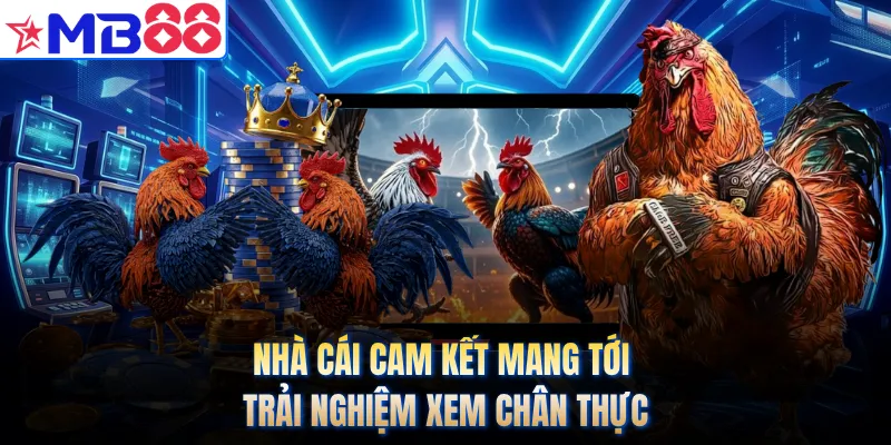 Nhà cái cam kết mang tới trải nghiệm xem chân thực