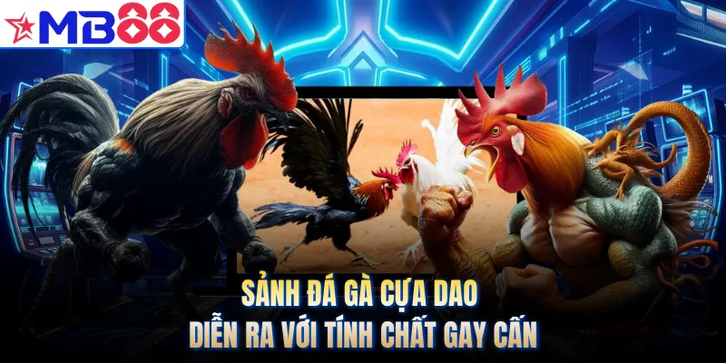 Sảnh đá gà cựa dao diễn ra với tính chất gay cấn